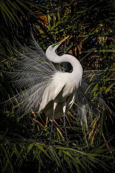 A great egret performs frequent displays using its showy plumage during the breeding season